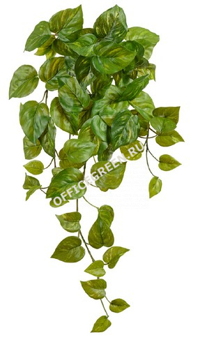 Потос Ауреум ампельный (Sensitive Botanic)