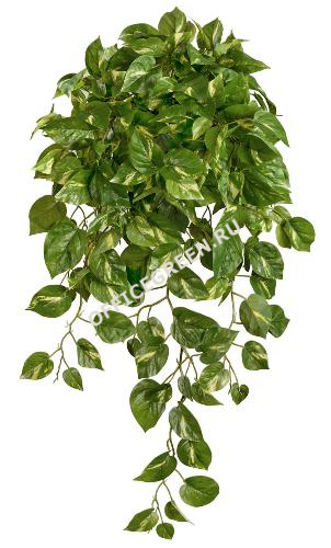 Потос Элегант ампельный большой новый в-90 см (Sensitive Botanic)