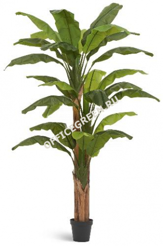 Банановое дерево в-240 см (27 листов и 3 ствола)