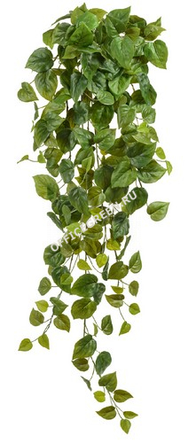 Филодендрон Сканденс ампельный (Sensitive Botanic)