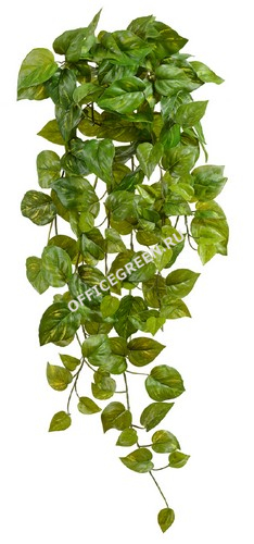 Потос Ауреум ампельный (Sensitive Botanic)