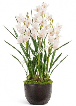 Орхидея Цимбидиум куст белый 3 ветки с имитацией земли (без кашпо)