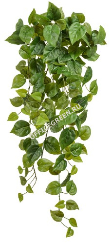 Филодендрон Сканденс ампельный (Sensitive Botanic)