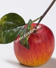 Яблоко красно-желтое на веточке