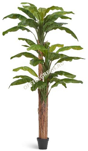 Банановое дерево в-300 см (36 листов и 3 ствола)