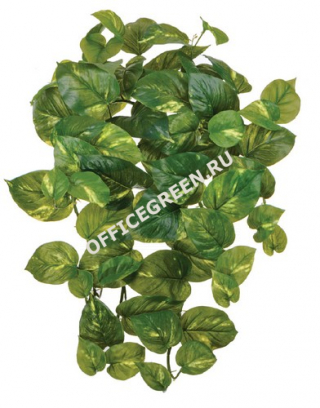 Потос крупнолистный ампельный средний 45 см (Sensitive Botanic) (66 листов) 6/24