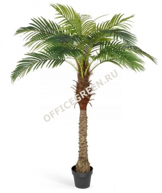Финиковая пальма Новая