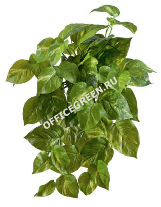 Потос крупнолистный ампельный малый (Sensitive Botanic) (54 листа