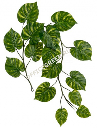 Потос Gigant лиана 15 листов (Sensitive Botanic)