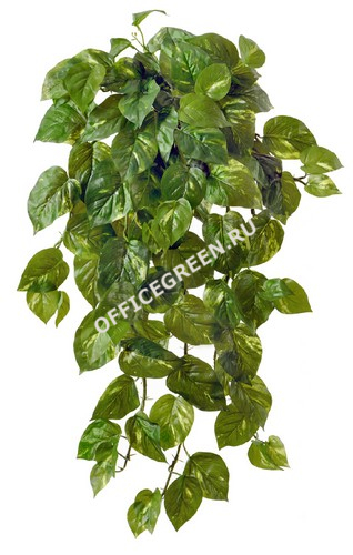 Потос крупнолистный ампельный большой 75 см (Sensitive Botanic) (102 листа) 4/16