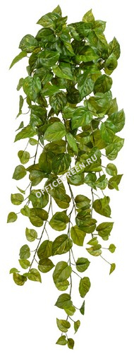 Потос Ауреум ампельный (Sensitive Botanic)