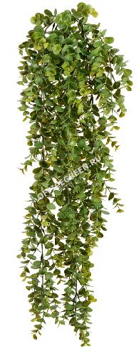 Эвкалипт зеленый большой куст ампельный