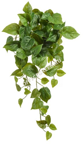 Филодендрон Сканденс ампельный (Sensitive Botanic)
