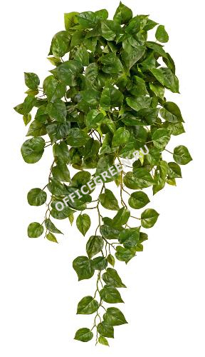 Филодендрон Элегант ампельный большой новый в-90 см (Sensitive Botanic) 